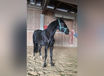 PRE Mix, Wałach, 6 lat, 174 cm, Kara