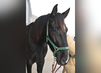 PRE Mix, Wałach, 6 lat, 174 cm, Kara