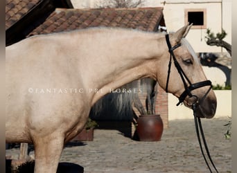 PRE Mix, Wałach, 6 lat, 175 cm, Izabelowata