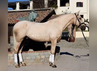 PRE Mix, Wałach, 6 lat, 175 cm, Izabelowata
