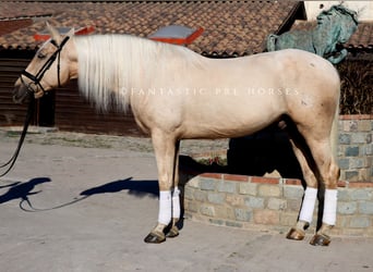 PRE Mix, Wałach, 6 lat, 175 cm, Izabelowata