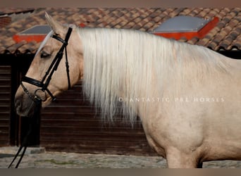 PRE Mix, Wałach, 6 lat, 175 cm, Izabelowata