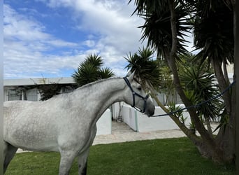 PRE, Wałach, 6 lat, 175 cm, Siwa