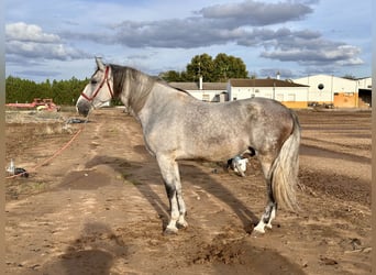 PRE Mix, Wałach, 6 lat, 177 cm, Siwa