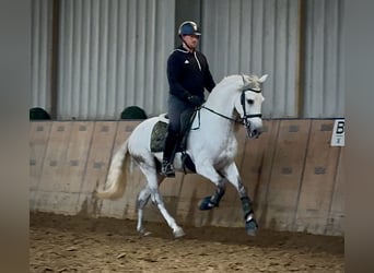 PRE Mix, Wałach, 7 lat, 155 cm, Siwa