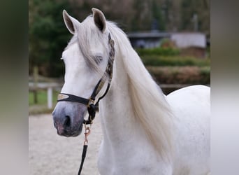 PRE Mix, Wałach, 7 lat, 155 cm, Siwa