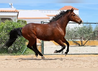 PRE Mix, Wałach, 7 lat, 158 cm, Gniada