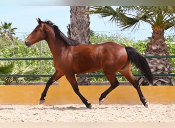 PRE Mix, Wałach, 7 lat, 158 cm, Gniada