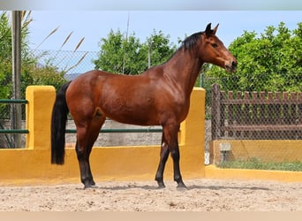 PRE Mix, Wałach, 7 lat, 158 cm, Gniada