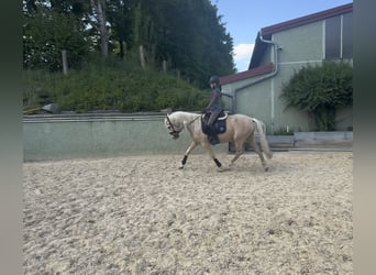 PRE Mix, Wałach, 7 lat, 158 cm, Izabelowata