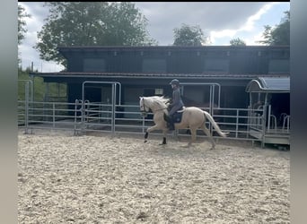 PRE Mix, Wałach, 7 lat, 158 cm, Izabelowata