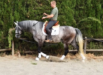 PRE, Wałach, 7 lat, 160 cm, Siwa