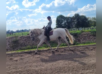 PRE Mix, Wałach, 7 lat, 160 cm, Siwa