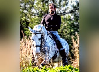 PRE Mix, Wałach, 7 lat, 161 cm, Siwa