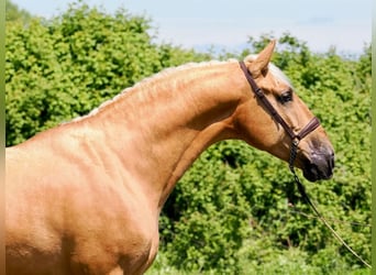 PRE Mix, Wałach, 7 lat, 162 cm, Izabelowata