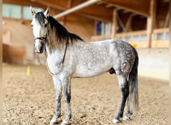 PRE Mix, Wałach, 7 lat, 162 cm, Siwa jabłkowita