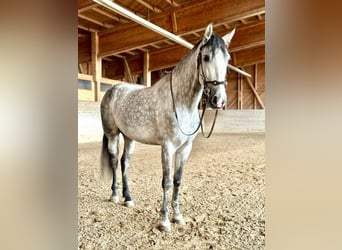 PRE Mix, Wałach, 7 lat, 162 cm, Siwa jabłkowita