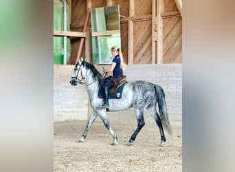 PRE Mix, Wałach, 7 lat, 162 cm, Siwa jabłkowita