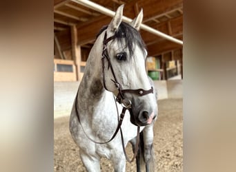 PRE Mix, Wałach, 7 lat, 162 cm, Siwa jabłkowita