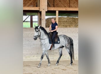 PRE Mix, Wałach, 7 lat, 162 cm, Siwa jabłkowita