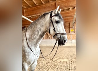 PRE Mix, Wałach, 7 lat, 162 cm, Siwa jabłkowita