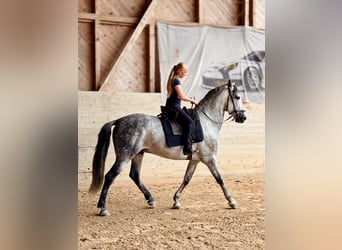 PRE Mix, Wałach, 7 lat, 162 cm, Siwa jabłkowita