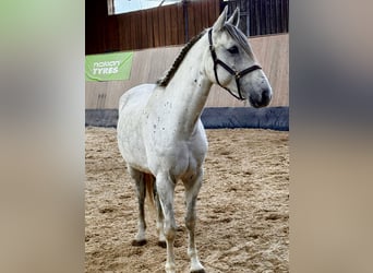 PRE Mix, Wałach, 7 lat, 162 cm, Siwa jabłkowita