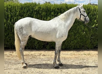 PRE Mix, Wałach, 7 lat, 163 cm, Siwa