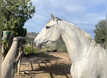 PRE Mix, Wałach, 7 lat, 163 cm, Siwa