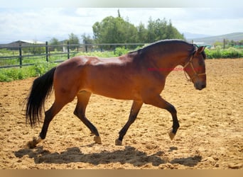 PRE, Wałach, 7 lat, 164 cm, Gniada