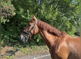 PRE Mix, Wałach, 7 lat, 165 cm, Gniada