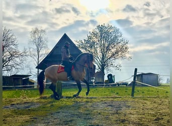 PRE Mix, Wałach, 7 lat, 165 cm, Jelenia