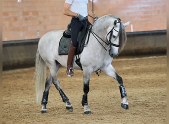 PRE Mix, Wałach, 7 lat, 165 cm, Siwa