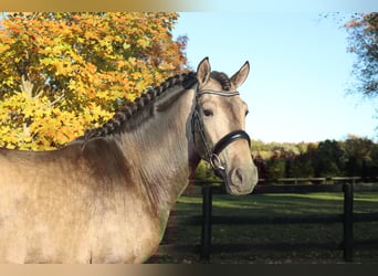 PRE Mix, Wałach, 7 lat, 166 cm, Jelenia