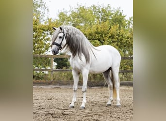 PRE Mix, Wałach, 7 lat, 166 cm, Siwa