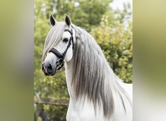 PRE Mix, Wałach, 7 lat, 166 cm, Siwa