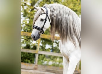 PRE Mix, Wałach, 7 lat, 166 cm, Siwa