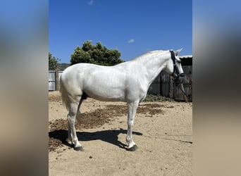 PRE Mix, Wałach, 7 lat, 166 cm, Siwa