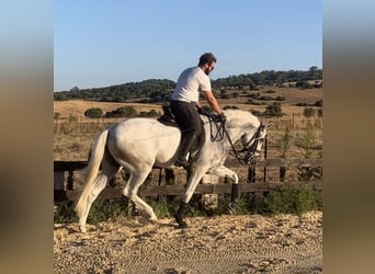 PRE Mix, Wałach, 7 lat, 166 cm, Siwa