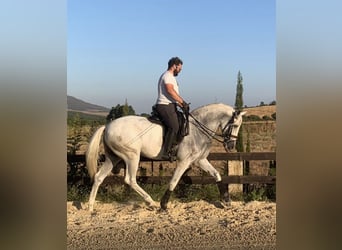 PRE Mix, Wałach, 7 lat, 166 cm, Siwa