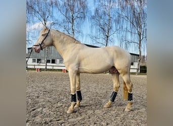 PRE, Wałach, 7 lat, 167 cm, Perłowa