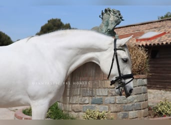 PRE Mix, Wałach, 7 lat, 167 cm, Siwa
