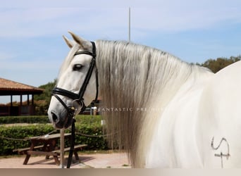 PRE Mix, Wałach, 7 lat, 167 cm, Siwa