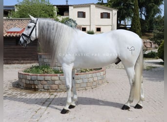 PRE Mix, Wałach, 7 lat, 167 cm, Siwa