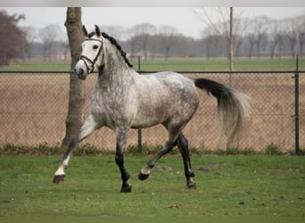 PRE Mix, Wałach, 7 lat, 167 cm, Siwa