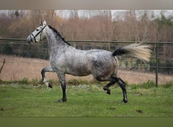 PRE Mix, Wałach, 7 lat, 167 cm, Siwa