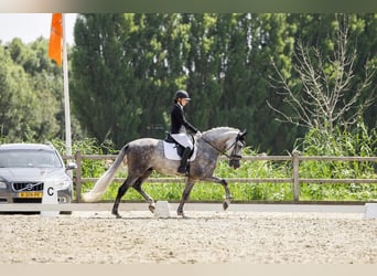 PRE, Wałach, 7 lat, 168 cm, Siwa