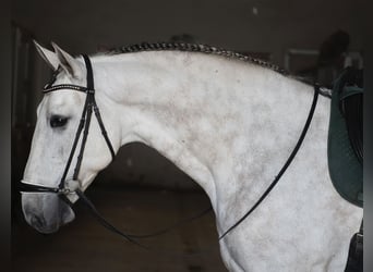 PRE Mix, Wałach, 7 lat, 168 cm, Siwa