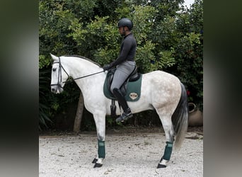 PRE Mix, Wałach, 7 lat, 168 cm, Siwa