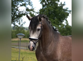 PRE Mix, Wałach, 7 lat, 170 cm, Siwa jabłkowita